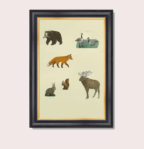 Autumn Canada Woodland Forest Animals Motif